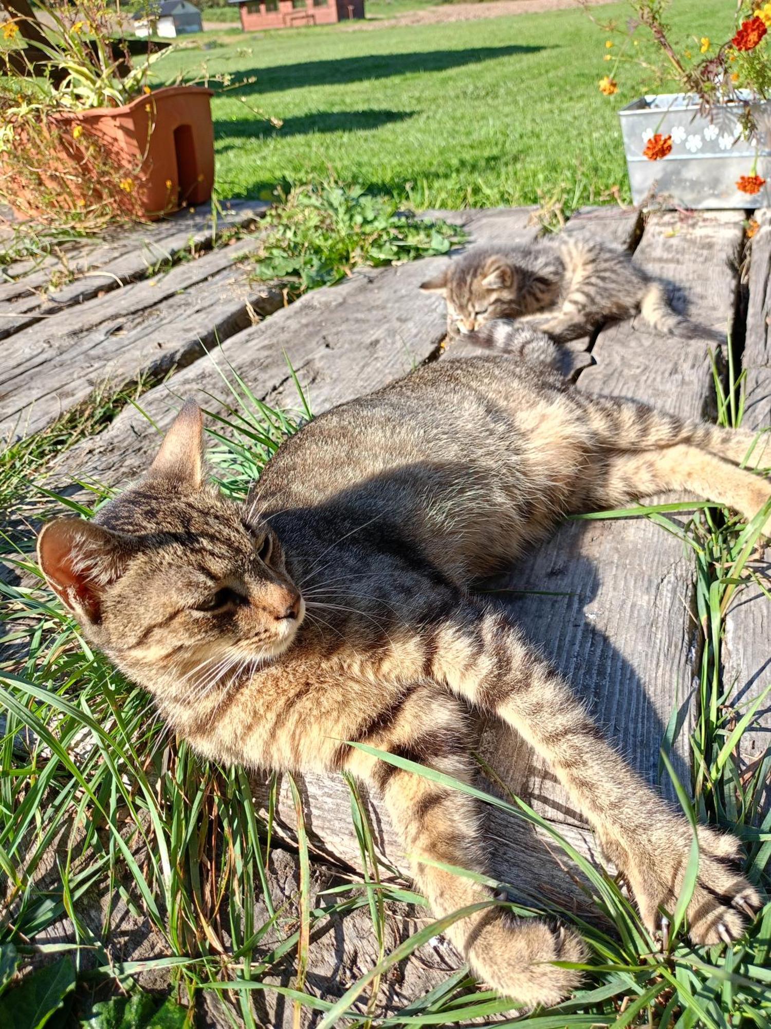Gosciniec Na Stoku Pokoje 2,3,4 Osobowe, Cisza, Spokoj, Widok Na Stok Narciarski, Lasy, Laki Bobliwo 외부 사진